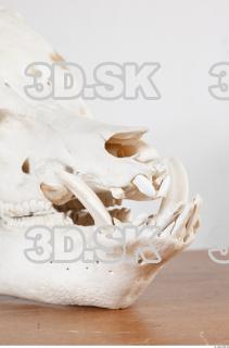 Skull photo reference 0008